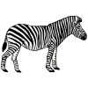 The zebra