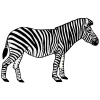 an+animal+with+black+and+white+stripes Picture