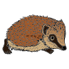 Hedgehog Picture