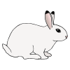 White+Rabbit Picture