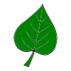 Small+Green+Leaf Picture