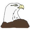 Eagle Picture