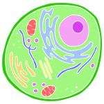 Cell Stencil