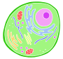 Cell Stencil