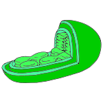 Chloroplast Picture