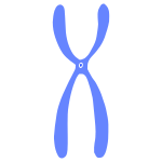chromosome Stencil