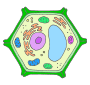 Plant Cell Picture
