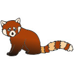 Red Panda Picture