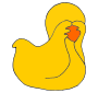 Shy Duck