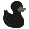 Black Duck  Picture