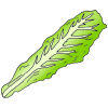 Lettuce Leaf Picture