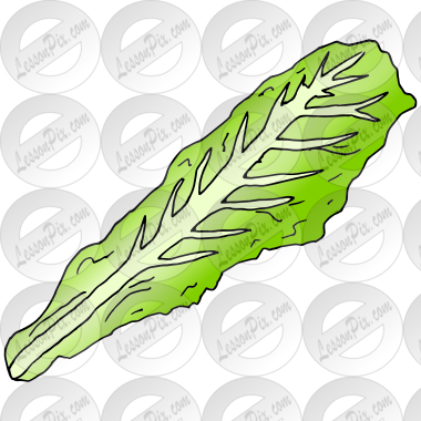 Lettuce Leaf Picture