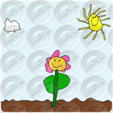 Flower and Sun