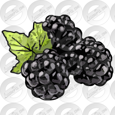 blackberries clipart black and white