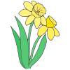 Daffodils Picture