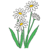White daisy