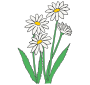 Daisies Picture