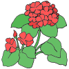 geraniums Picture