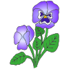 Pansy
