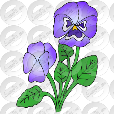 Pansies Picture