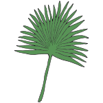 Palm Picture