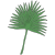 palm