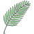 palm