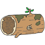 Hollow Log Picture