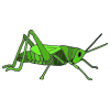 grasshopper Picture