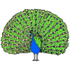 The peacocks were posing