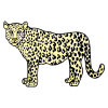 a+leopard Picture