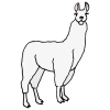 alpaca Picture