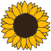 sunflower Picture