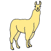 llamas Picture