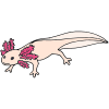Axolotl Picture