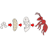 pupa