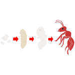 Ant Life Cycle Stencil