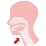 Larynx Stencil
