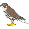 Peregrine Falcon Picture