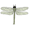 A Dragonfly lives in the swamp.