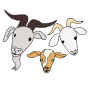 Three Billy Goats