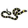 Serpiente Picture