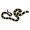 The snake