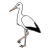 bird