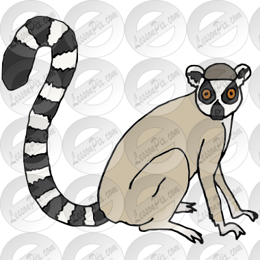 Lemur Picture