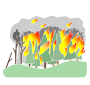 Forest Fire