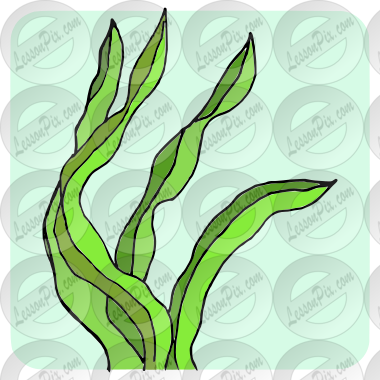 seaweed png