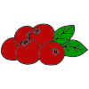 Cranberries+-+Crimson_Red Picture