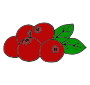 Cranberries Picture