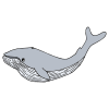Humongous Whale